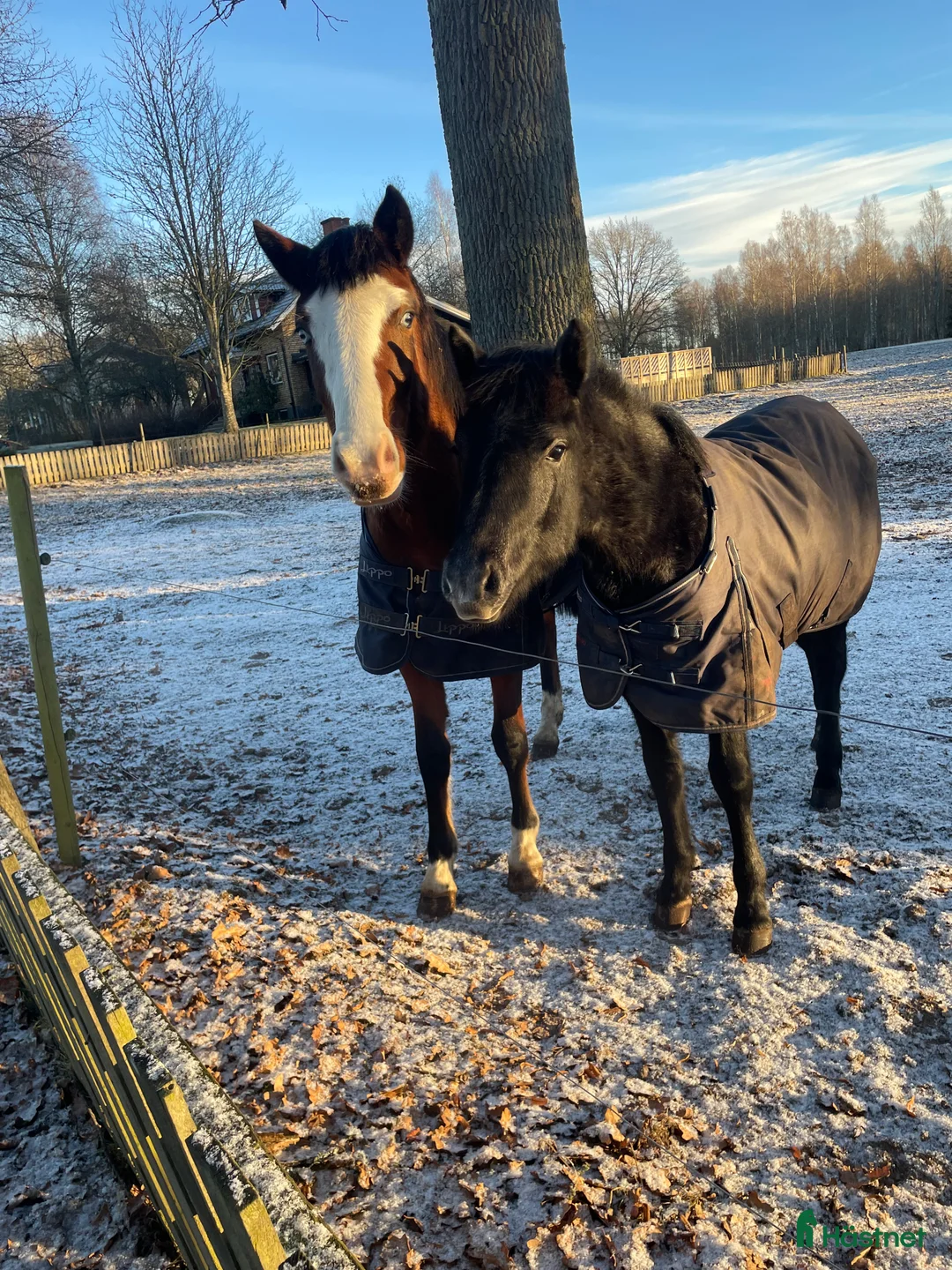 Allround hästar till salu: En diamant utöver det extra 🤩 - Annons 2