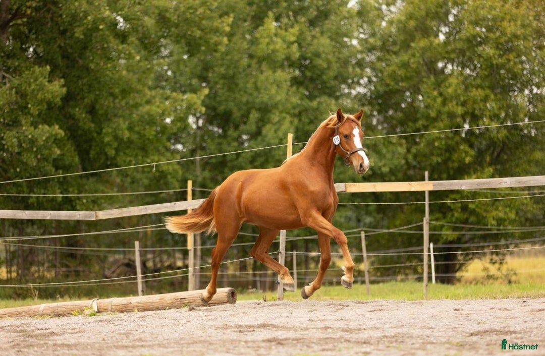 Övrigt hästar till salu: Multitalang i Söderköping - Annons 2