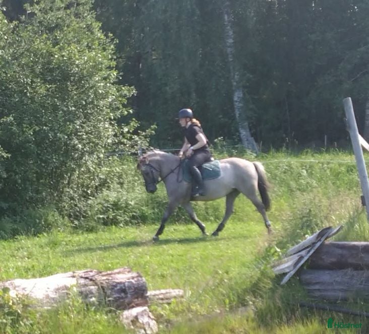  hästar Trevlig allroundponny - Annons 1