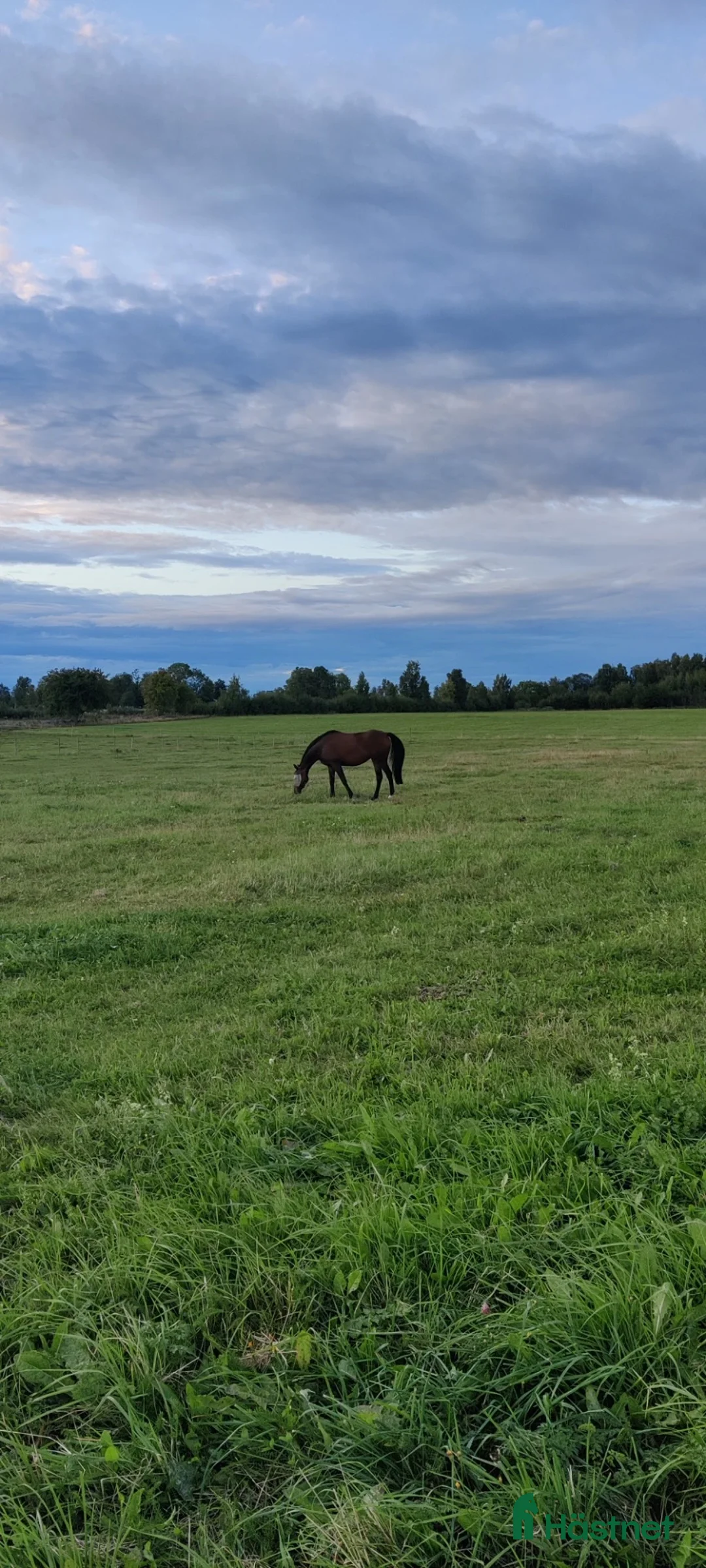  stallplats finnes: Stallplatser uthyres  i Broddetorp - Annons 2