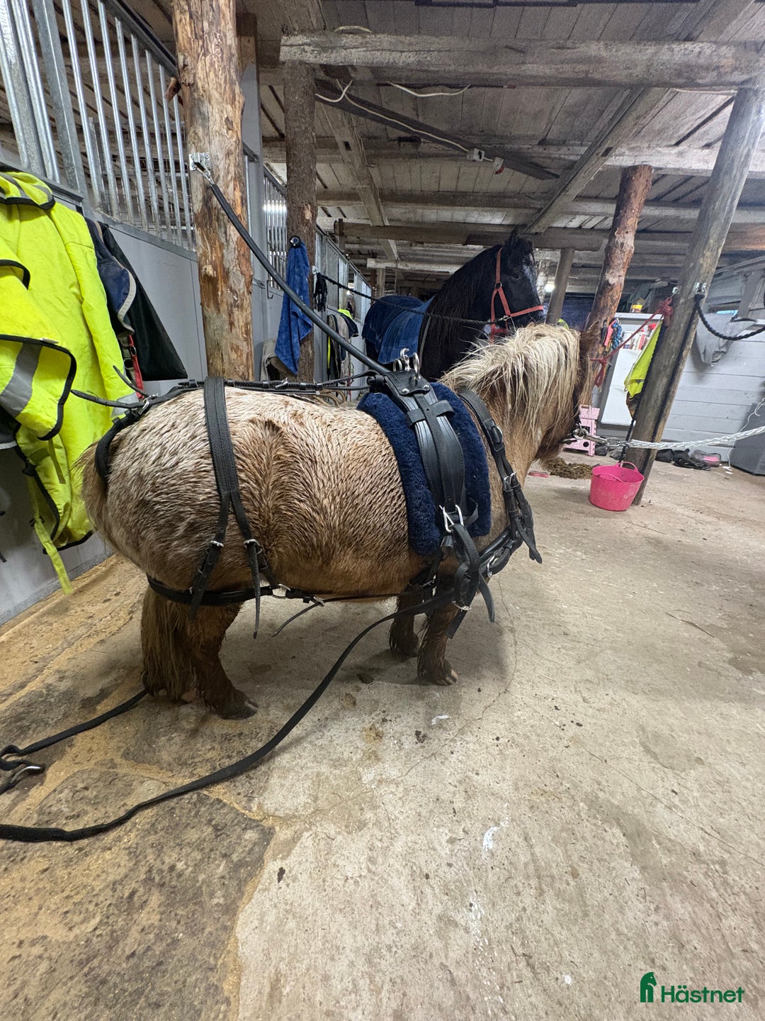 Övrig Hästutrustning hästutrustning till salu: Körsele till shettlandsponny i Väse - Annons 3