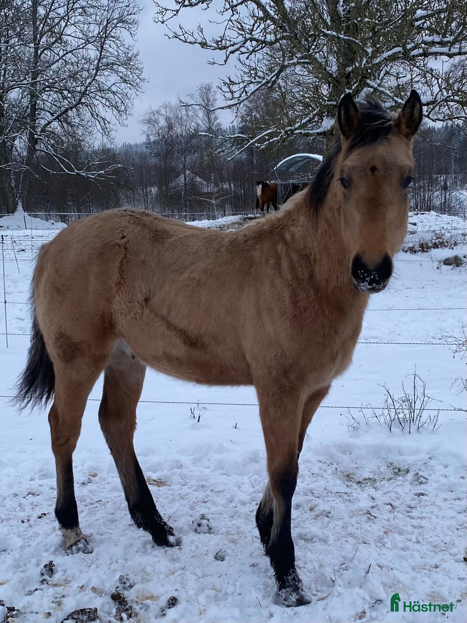  hästar DC Slidin On Sparks i Sävsjö - Annons 2