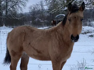 hästar DC Slidin On Sparks i Sävsjö - Annons 2