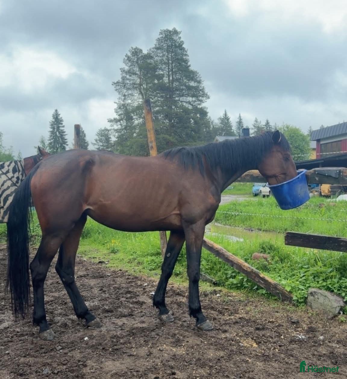  hästar Sto 3 år - Annons 1