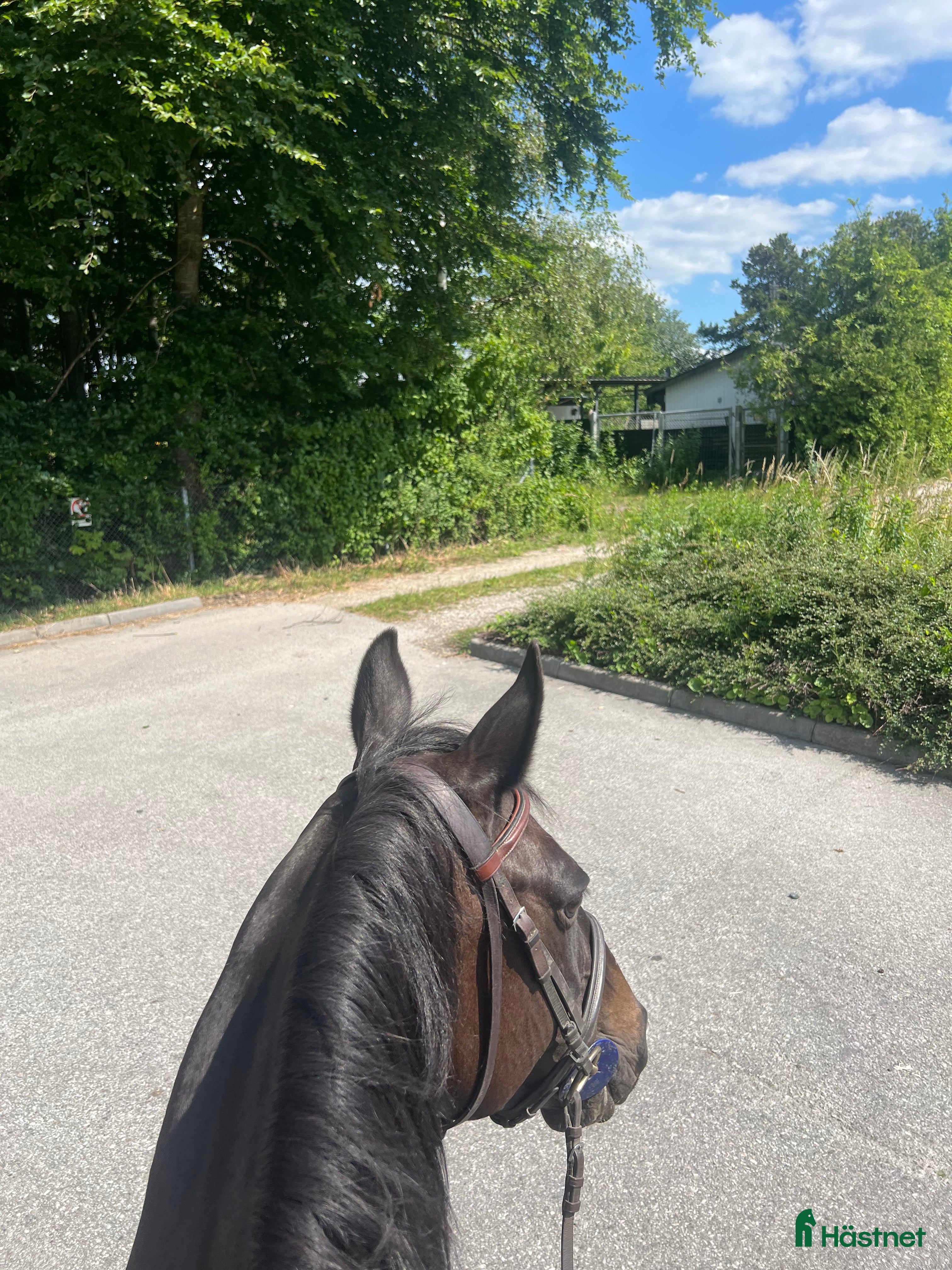  foderhäst Foderhäst sökes - Annons 1