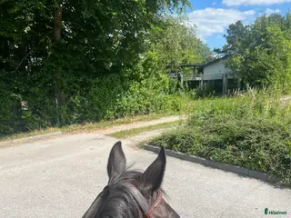 foderhäst Foderhäst sökes - Annons 22