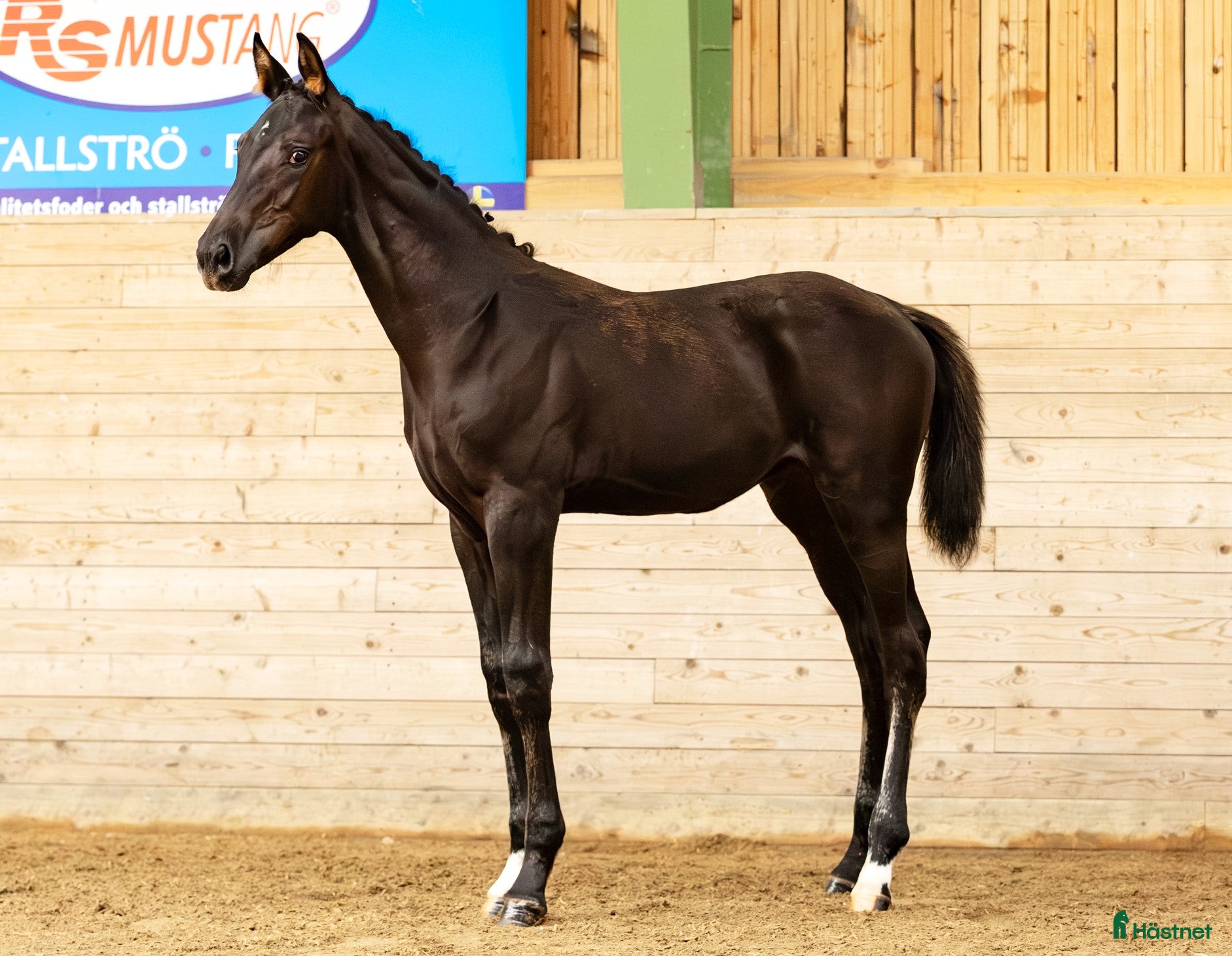  hästar Sto e. Santos ur stofamilj 55 i Dyltabruk - Annons 13