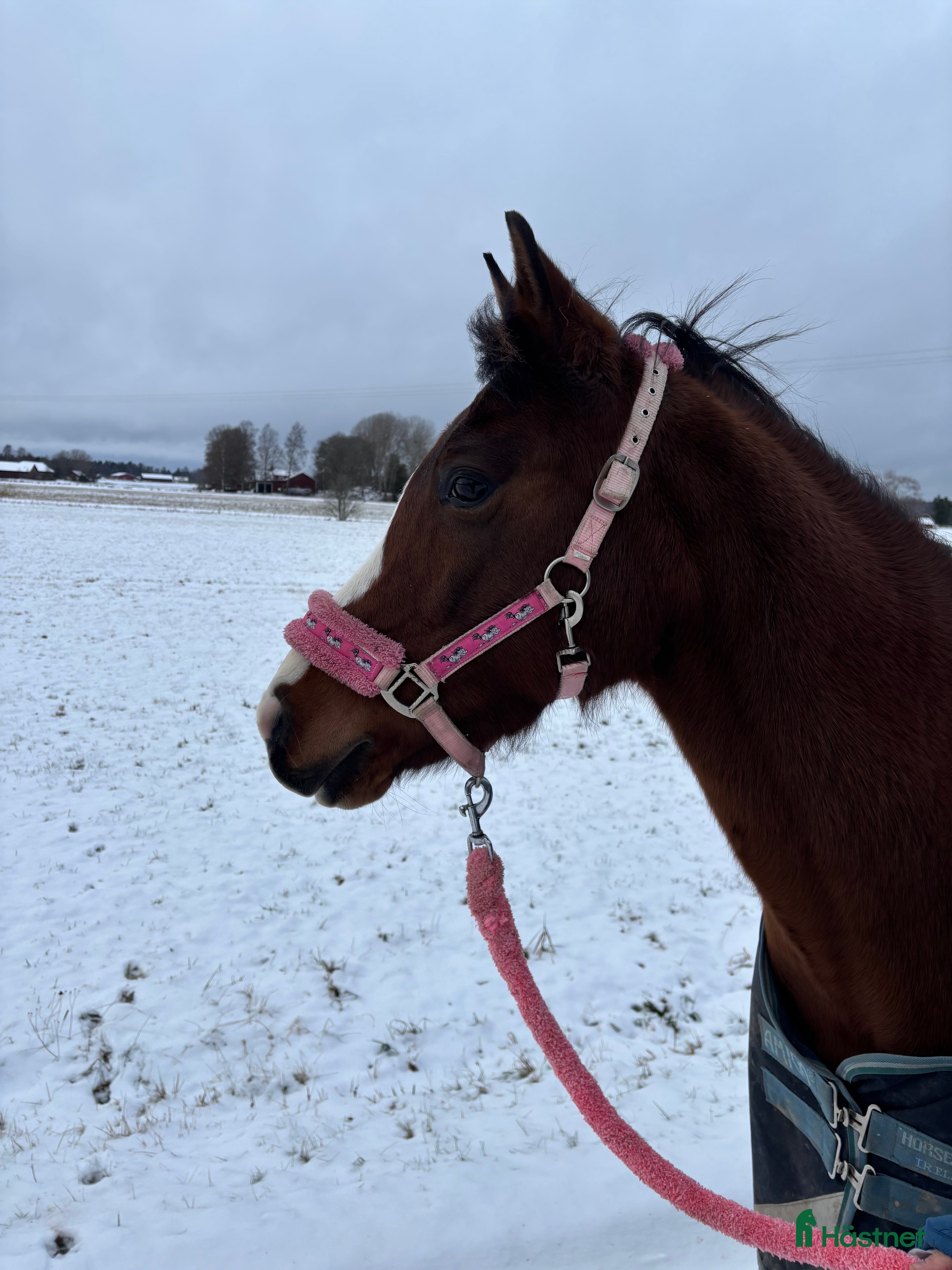  hästar Fei-ponny med talang i Bälinge - Annons 5