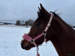 hästar Fei-ponny med talang - Annons 16
