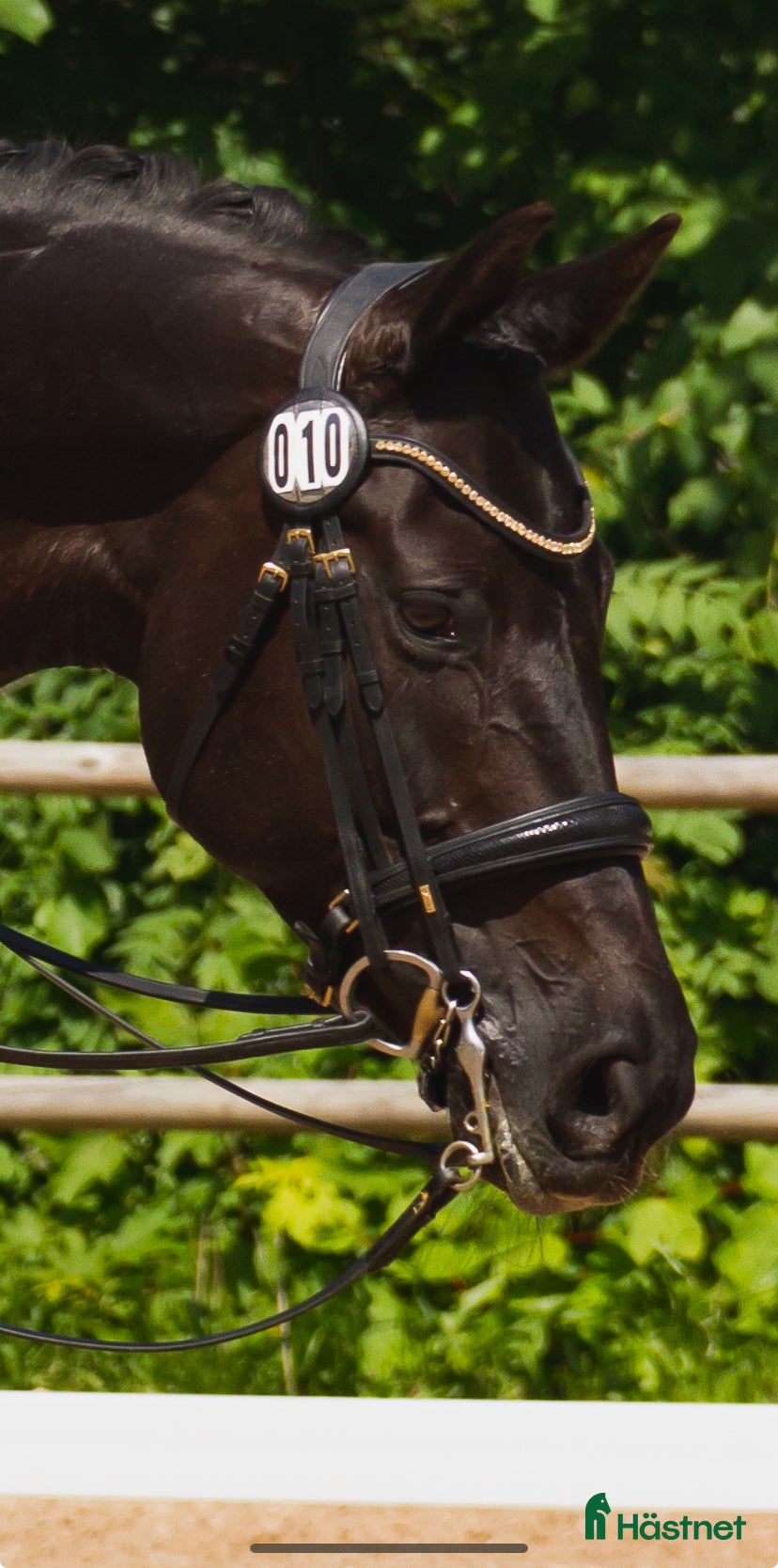 Träns hästutrustning till salu: Helt nytt Mrs Ros kandar i Tyresö - Annons 4