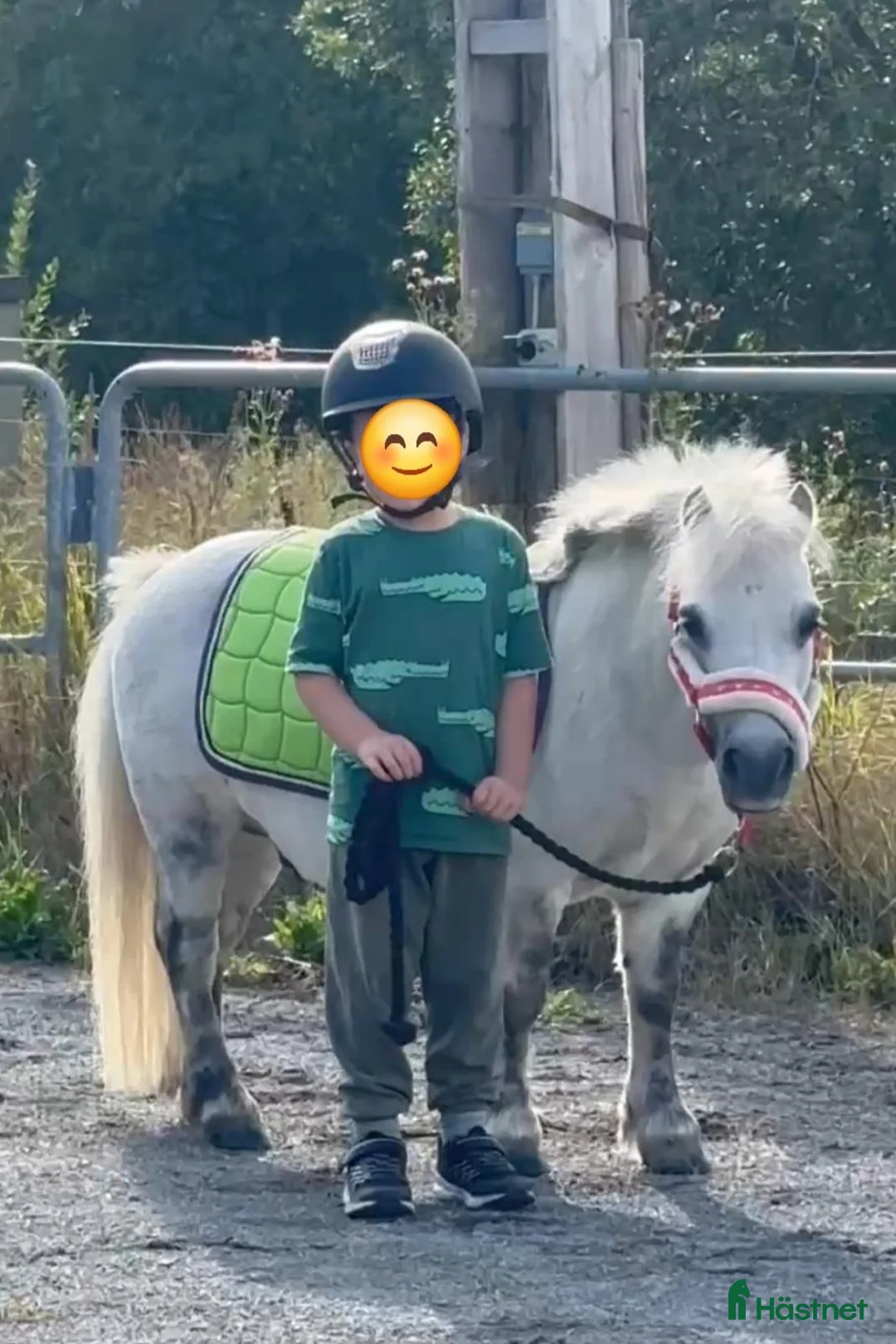 Allround hästar till salu: Världens sötaste Pixel - Annons 2