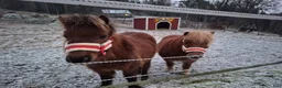Sällskap hästar till salu: Mina fina 2 shettis valack killar - Annons 4