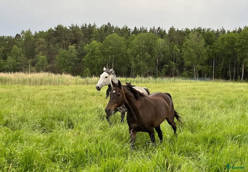  stallplats Bete/Lösdrift - Lovön/Drottningholm🐎🐎🐎 - Annons 1