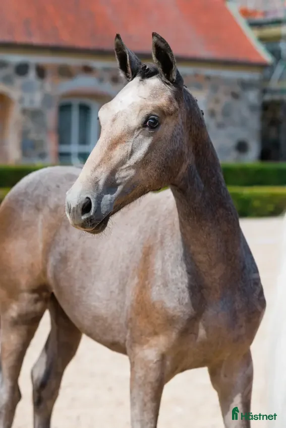  hästar Sto med stark stam  i Fjälkinge - Annons 12