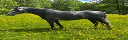 Allround hästar till salu: Välutvecklad connemara u vinnare hoppchamp - Annons 2