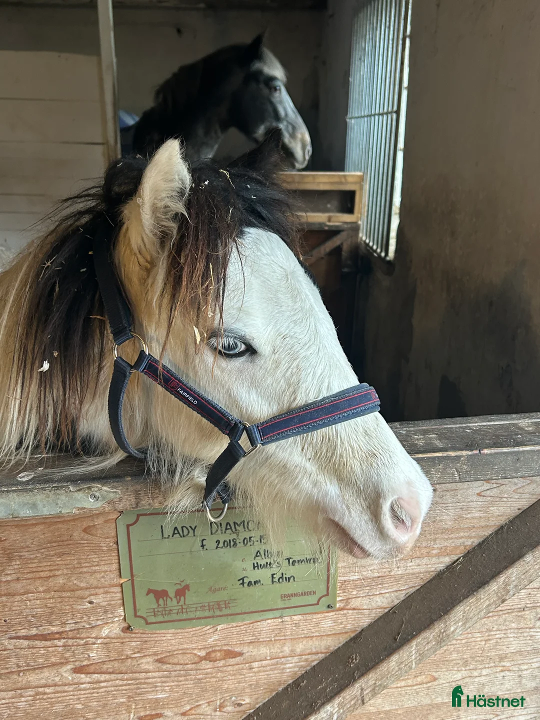 Allround hästar till salu: Världens coolaste kille *RESERVERAD* - Annons 2