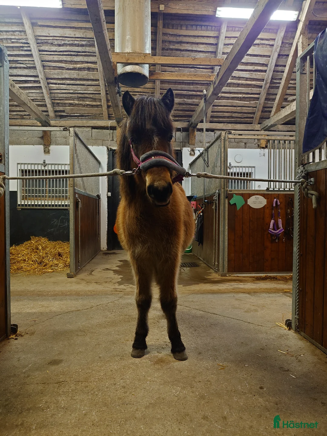 Allround hästar till salu: Mysigt ungsto - Annons 1