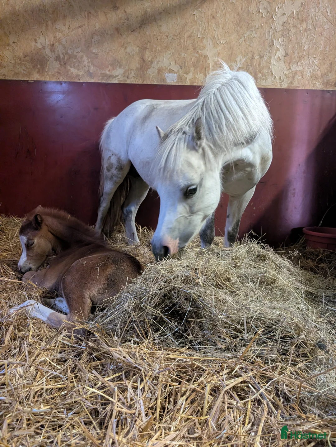 Allround hästar till salu: Intressekoll för fina Luna i Frövi - Annons 3