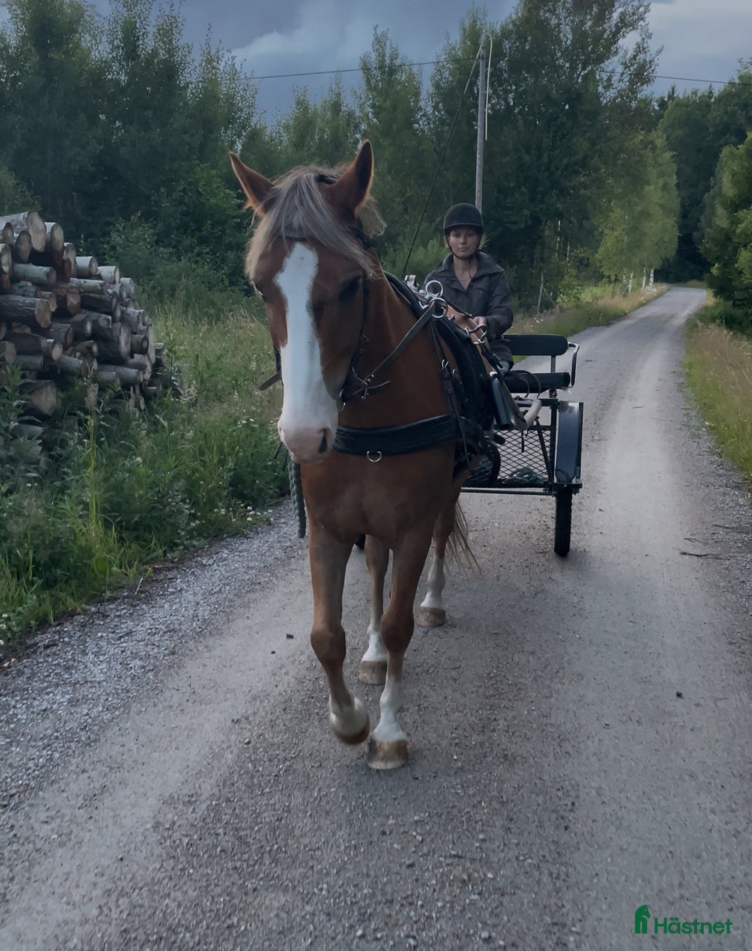 Hoppning hästar till salu: Talangfull hopponny, WE, även lite körd  i Kalvsvik - Annons 3