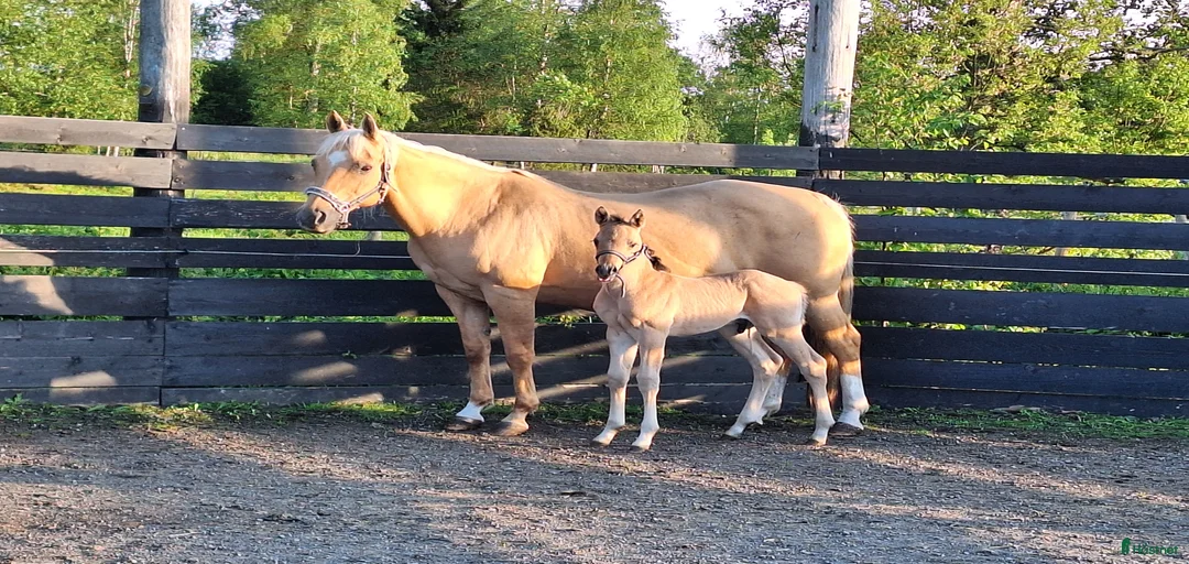 Galleribild {{count}}