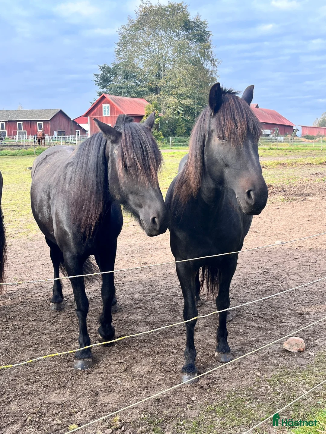 Allround hästar till salu: Finaste systrarna söker nytt hem akut  i Forshaga - Annons 1
