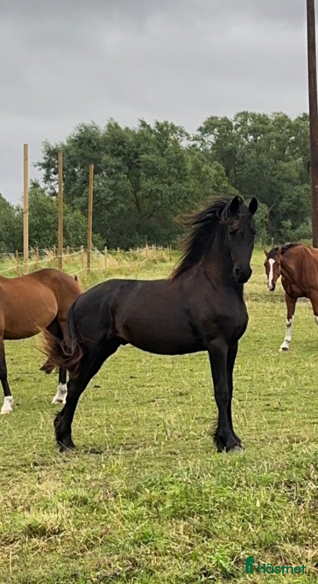 Övrigt hästar till salu: Charmig frieserkorsning – 4 årig unghingst i Saxtorp - Annons 1