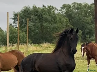 hästar Charmig frieserkorsning – 4 årig unghingst - Annons 3