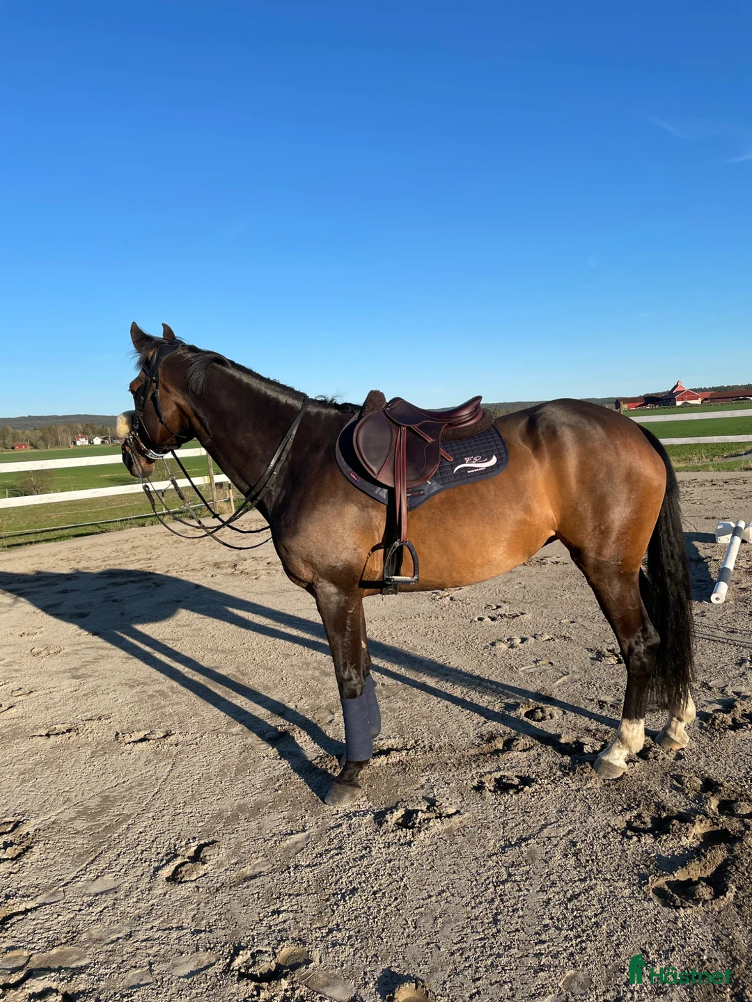 Hoppning hästar till salu: Perfekt childrenhäst - Annons 2