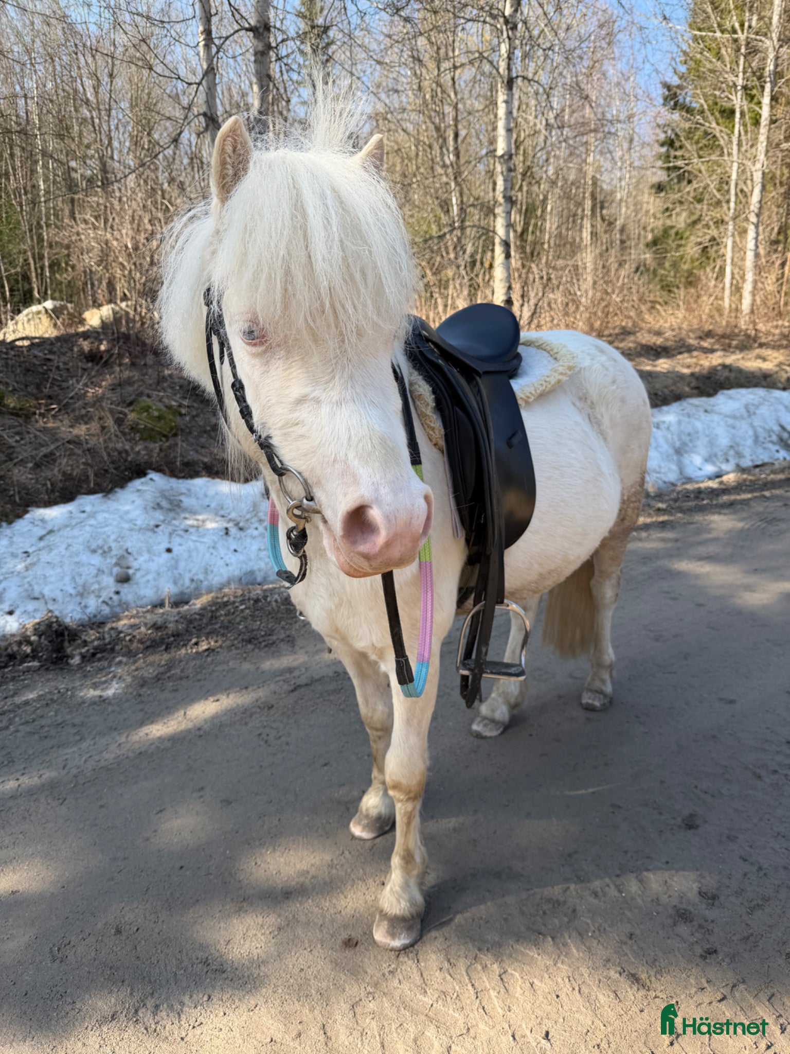  hästar Vacker B-ponny - Annons 2