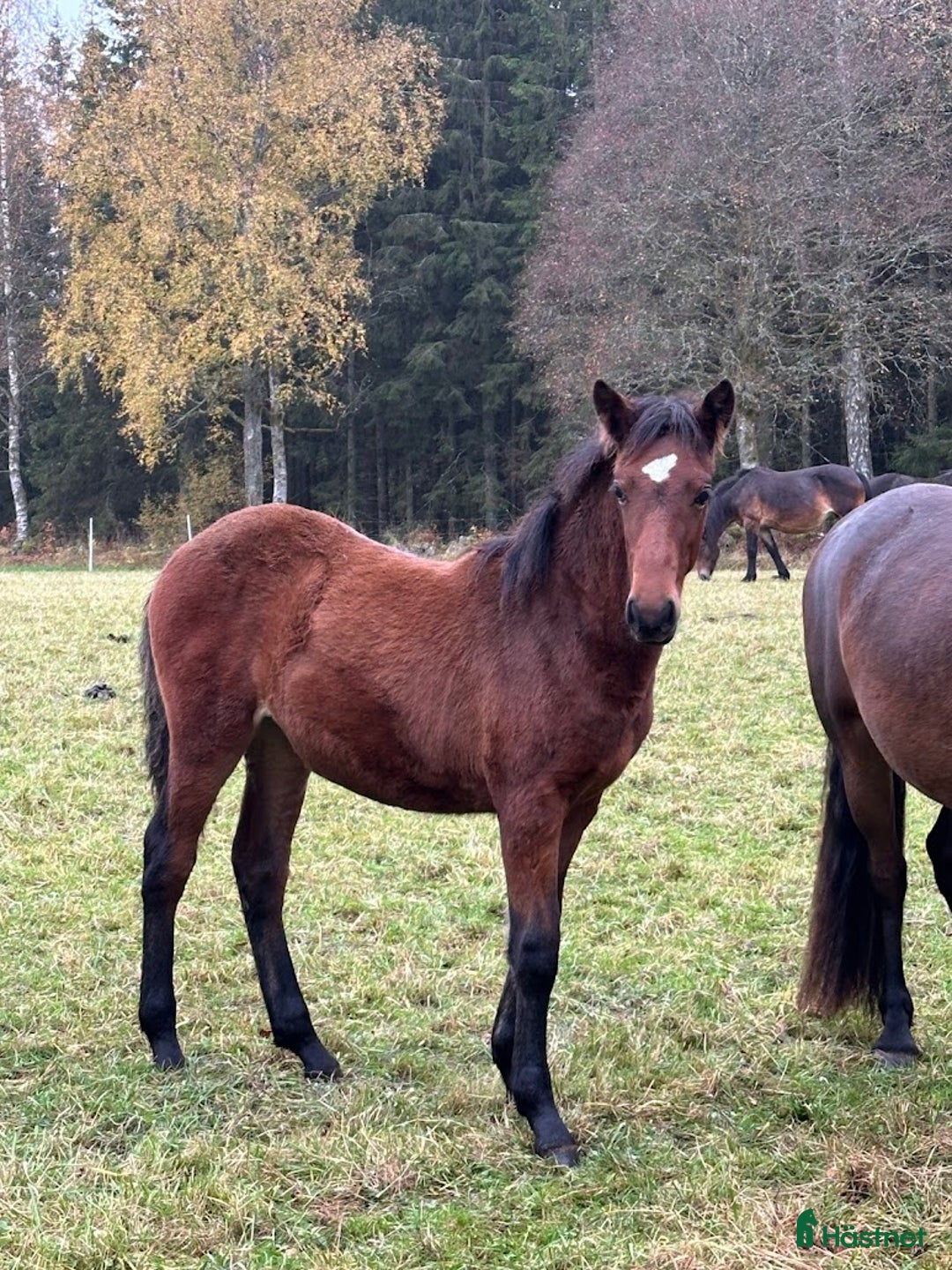 Övrigt hästar till salu: Stoföl, korsning PRE och kallblodstravare i Blidsberg - Annons 4