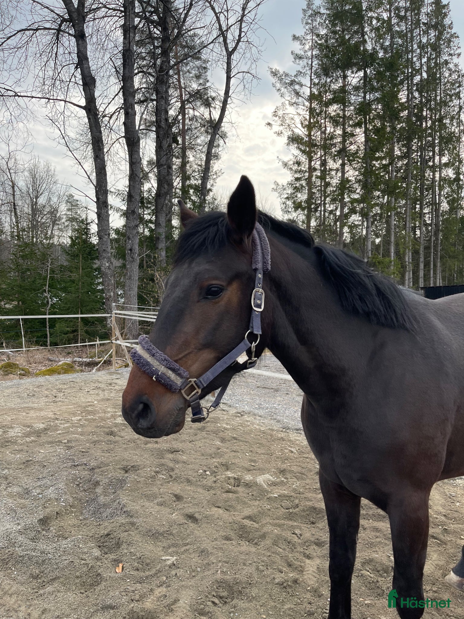  hästar Superin 3 åring  - Annons 14