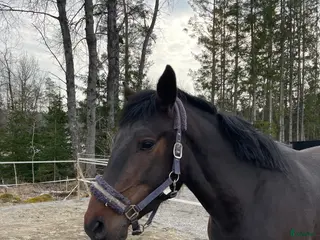 hästar Superin 3 åring - Annons 14