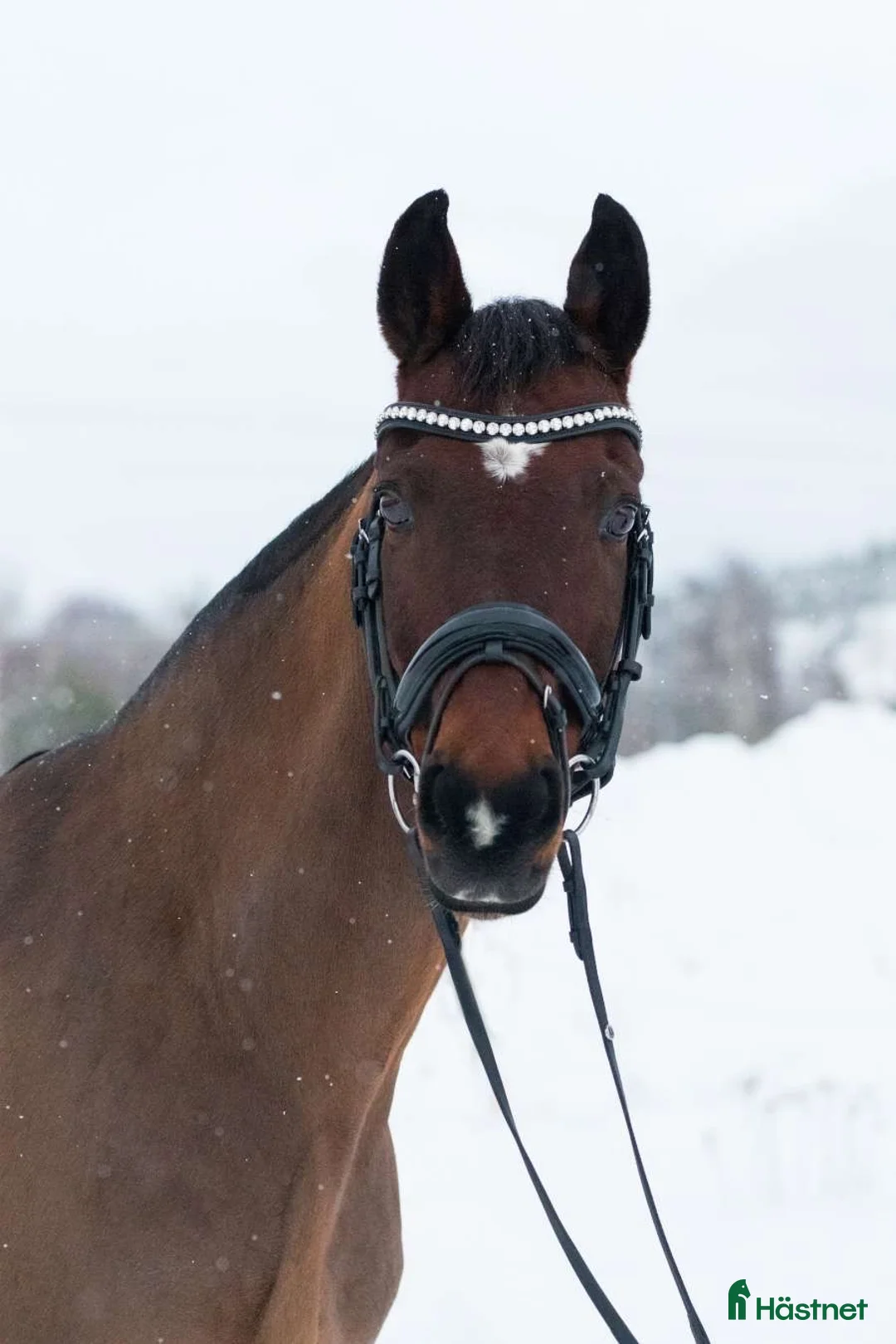 Hoppning hästar till salu: Snygg sportig läromästare - Annons 2