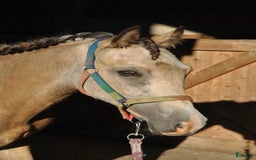 Allround hästar till salu: *Reserverad* Elegant Welsh Cob Stoföl i Hoting - Bild 11