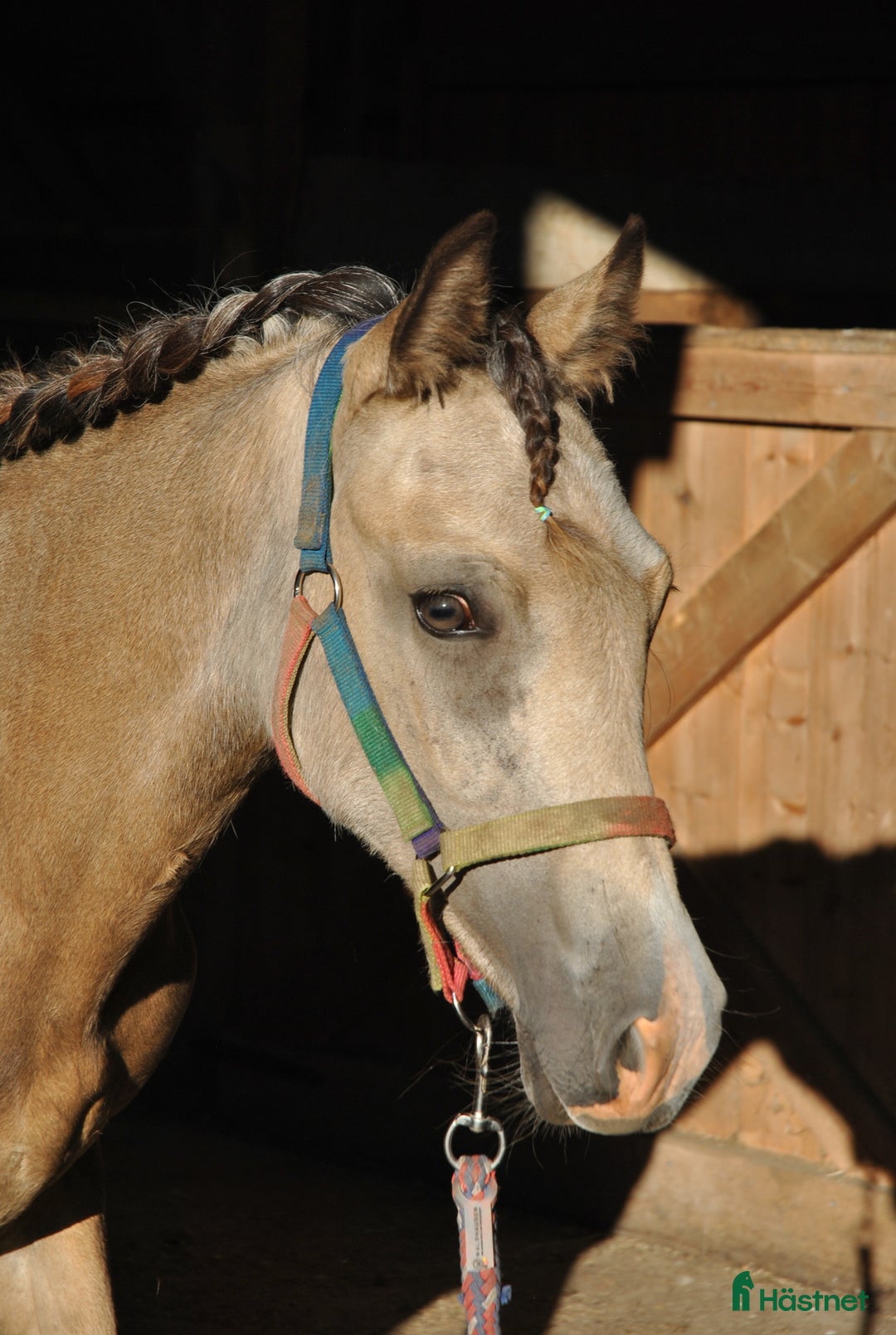 Allround hästar till salu: Elegant Welsh Cob Stoföl i Hoting - Bild 11