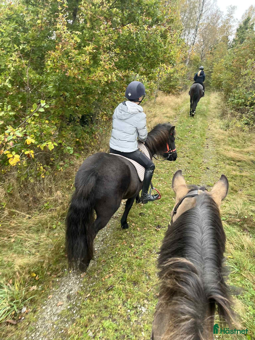 Island hästar till salu: Snäll och trevlig islandshäst säljes i Södra Sandby - Annons 3
