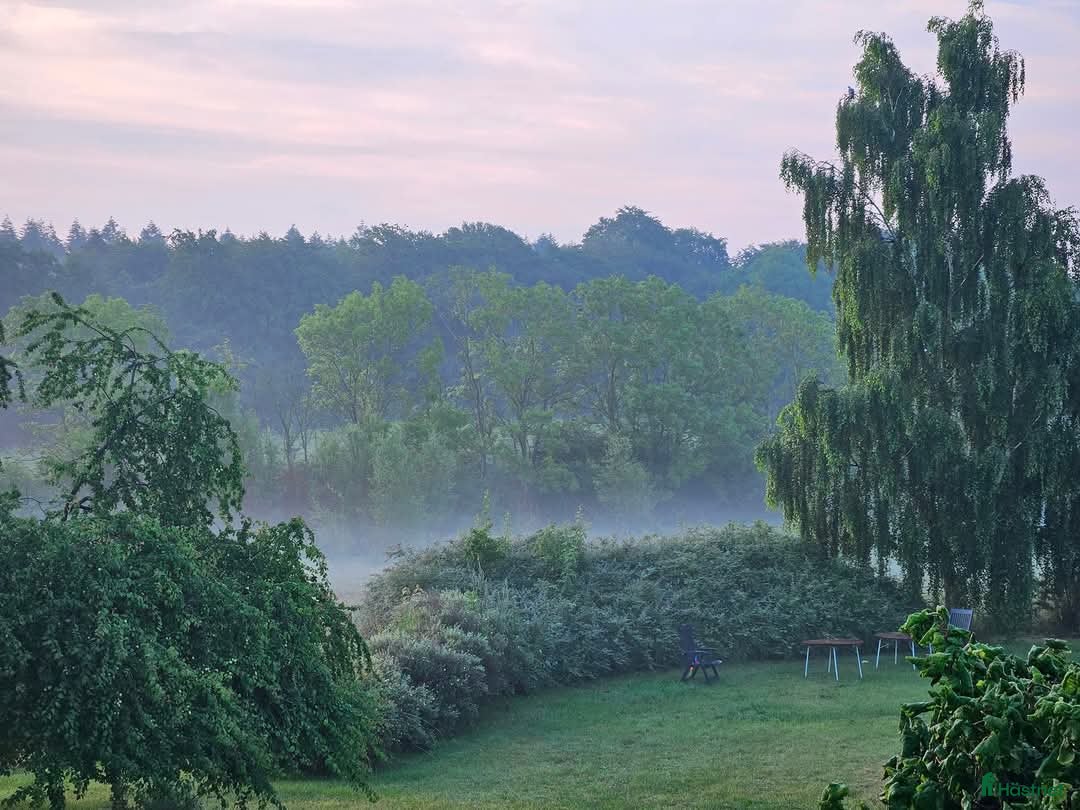 Allround hästar sökes: Skogskompis sökes til dansk lanthus i Langebæks kommun - Bild 6