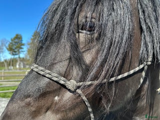hästar Nordsvensk valack i Lit - Annons 2