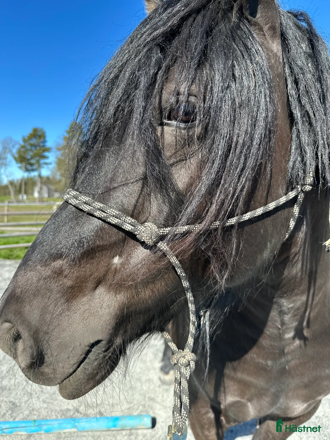 Övrigt hästar till salu: Nordsvensk valack i Lit - Annons 1