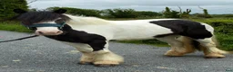Allround hästar till salu: “Bombproof” 138cm mare - Annons 8
