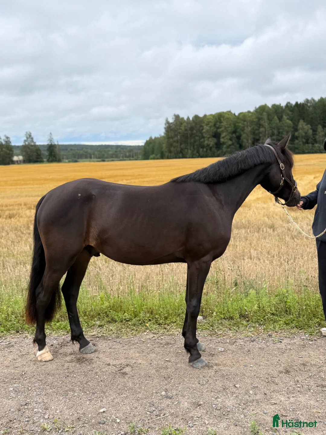 Allround hästar till salu: Modern modell connemara  - Annons 1