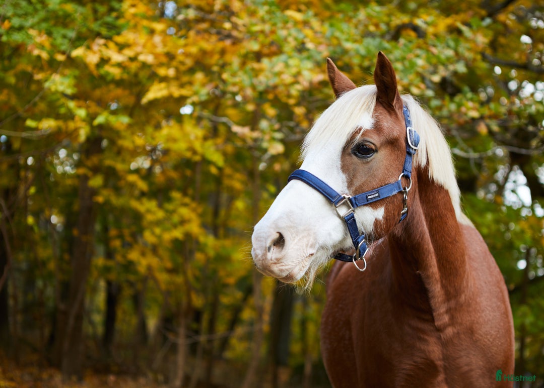 Galleribild {{count}}