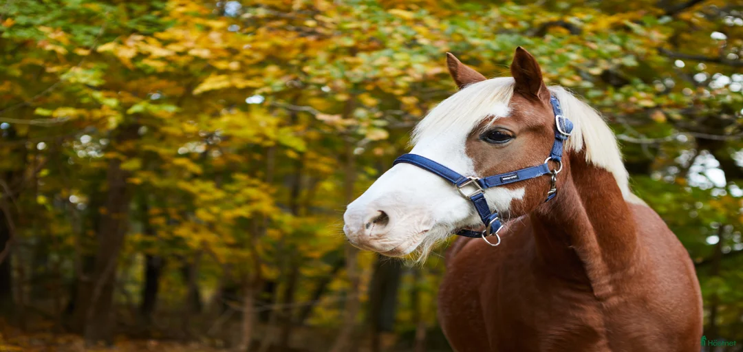 Galleribild {{count}}