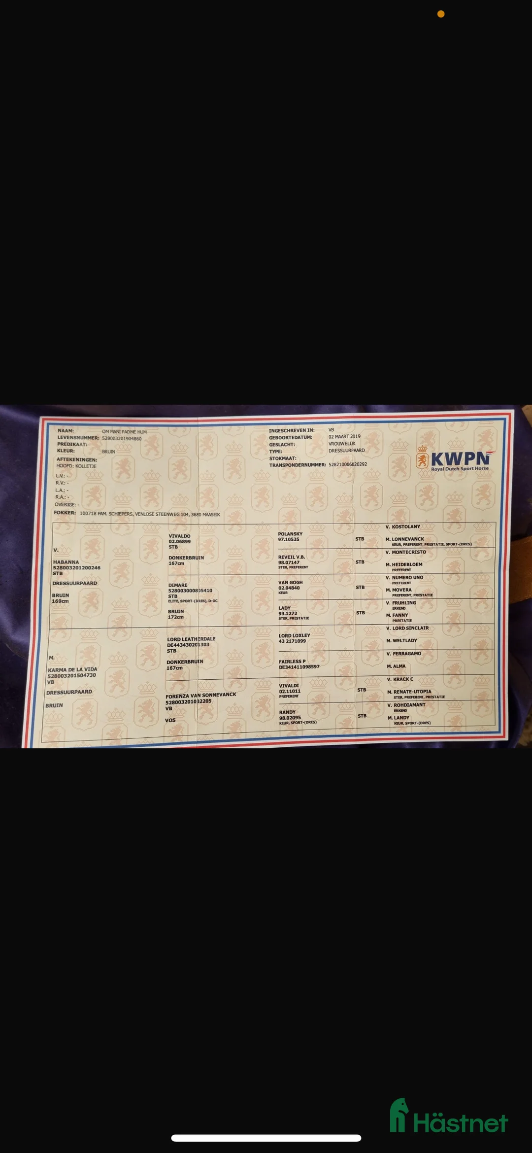 Dressyr hästar till salu: Mellandagsrea! Magiskt sto! - Annons 4