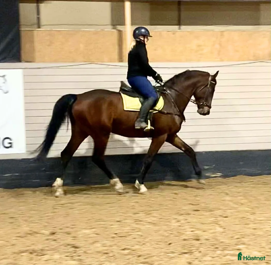 Dressyr hästar till salu: Stjärna för framtiden!  - Annons 3