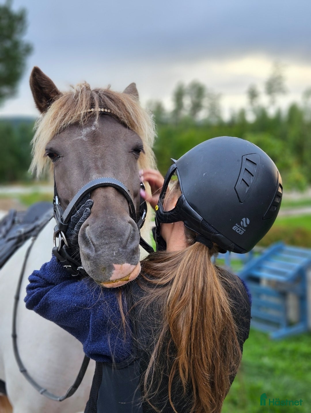 Island hästar till salu: Dräktigt islandssto i Matfors - Annons 2