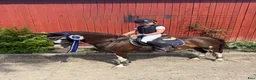 Hoppning hästar till salu: Schysst och trygg ponny  - Annons 1