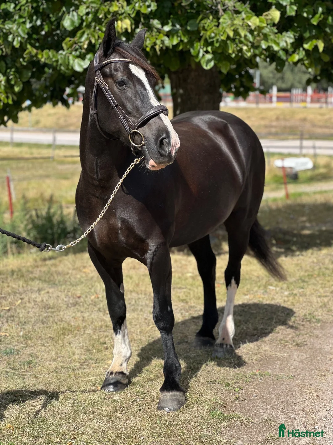 Allround hästar till salu: Mysig allround tjej  - Annons 4