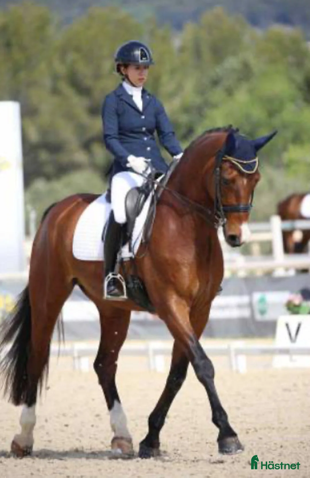 Dressyr hästar till salu: Hannoveransk valack - Annons 2