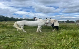  foderhäst finnes: Heltidsfodervärd sökes  i Sollentuna - Bild 2